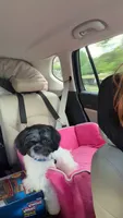 Marrakesh, a male Shih Tzu for sale in Beverly, MA – 5 of 7
