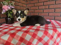 Jimbee - 5  way CLEAR DNA , a male Pembroke Welsh Corgi for sale in Woodbury, TN – 8 of 10