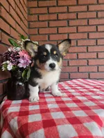 Jimbee - 5  way CLEAR DNA , a male Pembroke Welsh Corgi for sale in Woodbury, TN – 7 of 10
