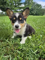 Jimbee - 5  way CLEAR DNA , a male Pembroke Welsh Corgi for sale in Woodbury, TN – 4 of 10