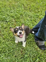 Jimbee - 5  way CLEAR DNA , a male Pembroke Welsh Corgi for sale in Woodbury, TN – 10 of 10