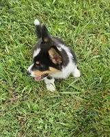 Jimbee - 5  way CLEAR DNA , a male Pembroke Welsh Corgi for sale in Woodbury, TN – 3 of 10