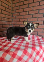 Jimbee - 5  way CLEAR DNA , a male Pembroke Welsh Corgi for sale in Woodbury, TN – 5 of 10
