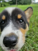 Jimbee - 5  way CLEAR DNA , a male Pembroke Welsh Corgi for sale in Woodbury, TN – 9 of 10