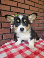 Jimbee - 5  way CLEAR DNA , a male Pembroke Welsh Corgi for sale in Woodbury, TN – 2 of 10