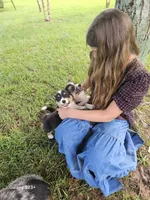 Jimbee - 5  way CLEAR DNA , a male Pembroke Welsh Corgi for sale in Woodbury, TN – 6 of 10