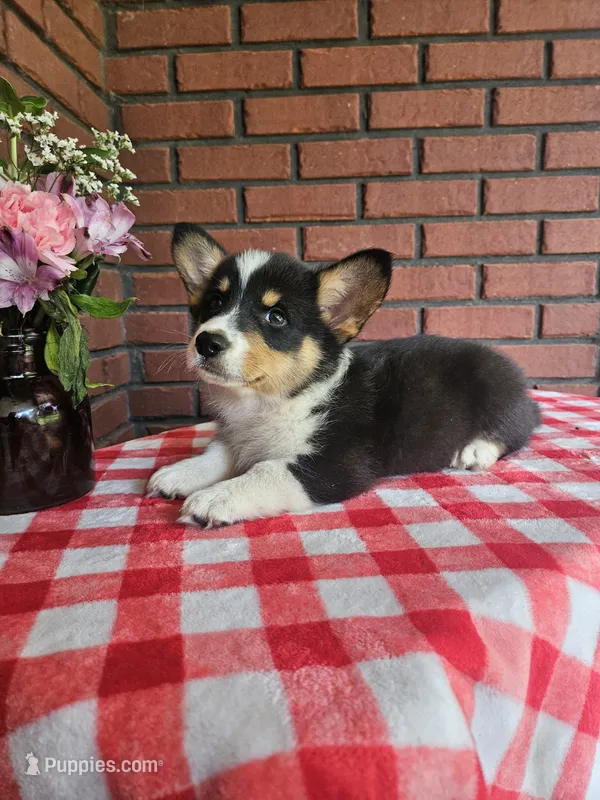 Jimbee - 5  way CLEAR DNA  – Pembroke Welsh Corgi puppy for sale in Woodbury, TN