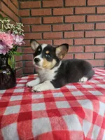 Jimbee - 5  way CLEAR DNA , a male Pembroke Welsh Corgi for sale in Woodbury, TN – 1 of 10