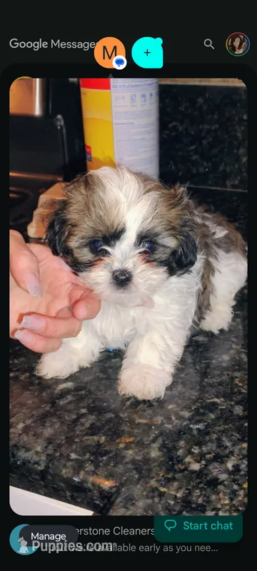 Jax – Shih Tzu puppy for sale in Mesa, AZ