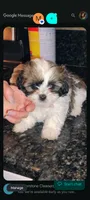 Jax, a male Shih Tzu for sale in Mesa, AZ – 1 of 1