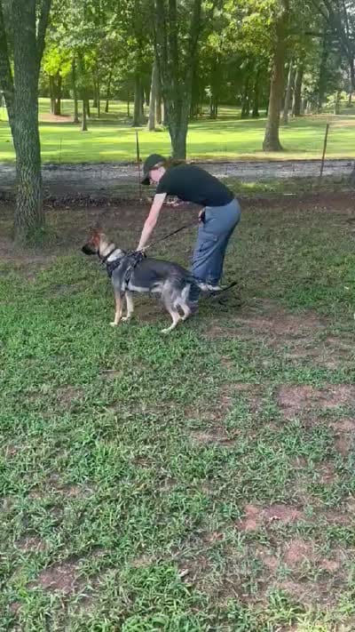 AKC Sport or Pet. Parents are IGP 3., a female German Shepherd Dog for sale in Newalla, OK – 8 of 8