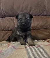 AKC Titled parents Sable, a female German Shepherd Dog for sale in Newalla, OK – 1 of 10