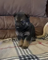AKC Titled parents Sable boy, a male German Shepherd Dog for sale in Newalla, OK – 7 of 10