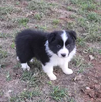 CH sired Black/white girl, a female Border Collie for sale in Newalla, OK – 5 of 8