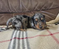 Champion line Dapple boy, a male Dachshund for sale in Newalla, OK – 3 of 5