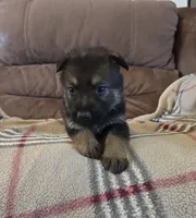 AKC Titled parents Sable boy, a male German Shepherd Dog for sale in Newalla, OK – 3 of 10