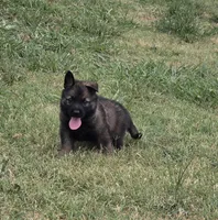 AKC Titled parents Sable Teal Collar, a male German Shepherd Dog for sale in Newalla, OK – 6 of 10