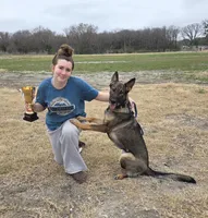 AKC Titled parents Sable Teal Collar, a male German Shepherd Dog for sale in Newalla, OK – 4 of 10