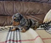 Champion line Dapple boy, a male Dachshund for sale in Newalla, OK – 4 of 5