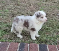 CH sired Red Merle Boy, a male Border Collie for sale in Newalla, OK – 9 of 10