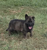 AKC Titled parents Sable Teal Collar, a male German Shepherd Dog for sale in Newalla, OK – 7 of 10