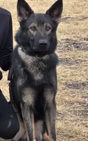 AKC Titled parents Sable Teal Collar, a male German Shepherd Dog for sale in Newalla, OK – 3 of 10