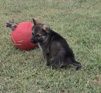 AKC Titled parents Sable Yellow collar, a male German Shepherd Dog for sale in Newalla, OK – 6 of 10