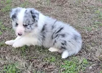 CH sired Blue Merle , a male Border Collie for sale in Newalla, OK – 3 of 7