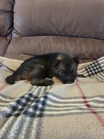 AKC Titled parents Sable boy 3, a male German Shepherd Dog for sale in Newalla, OK – 9 of 9