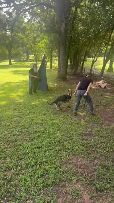 AKC Sport or Pet. Parents are IGP 3., a female German Shepherd Dog for sale in Newalla, OK – 7 of 8
