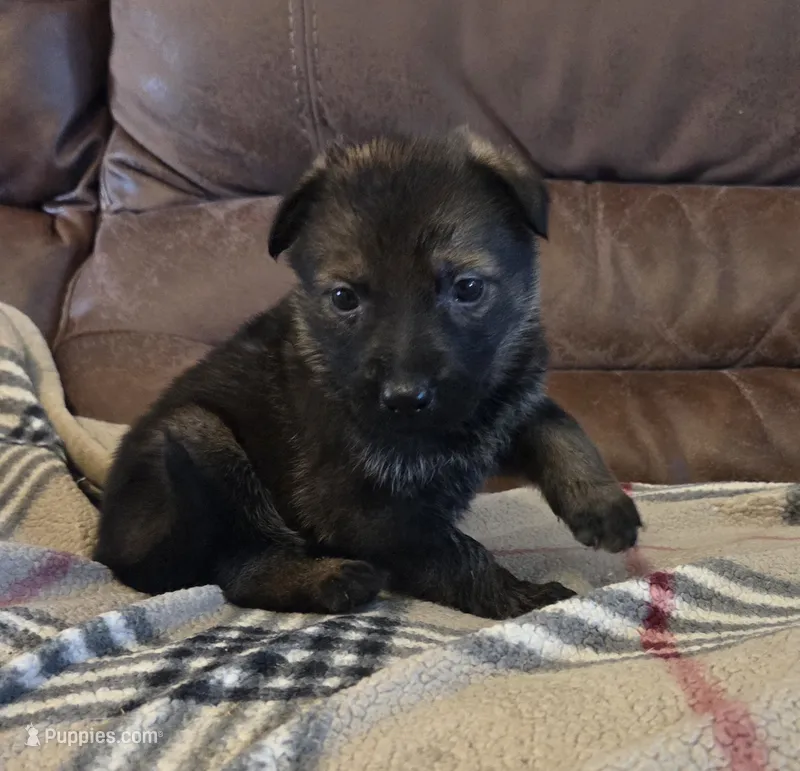 AKC Titled parents Sable – German Shepherd Dog puppy for sale in Newalla, OK