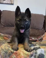 AKC Titled parents Sable Plush coat, a male German Shepherd Dog for sale in Newalla, OK – 6 of 9