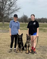 AKC Titled parents Sable Teal Collar, a male German Shepherd Dog for sale in Newalla, OK – 8 of 10