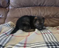 AKC Titled parents Sable boy, a male German Shepherd Dog for sale in Newalla, OK – 4 of 10