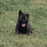 AKC Titled parents Sable Teal Collar, a male German Shepherd Dog for sale in Newalla, OK – 2 of 10