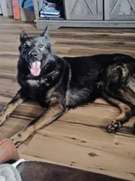 AKC Titled parents Sable, a female German Shepherd Dog for sale in Newalla, OK – 9 of 10