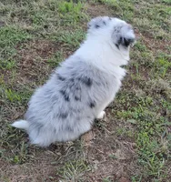 CH sired Blue Merle , a male Border Collie for sale in Newalla, OK – 6 of 7