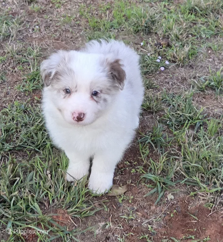 CH sired Red Merle Boy – Border Collie puppy for sale in Newalla, OK
