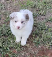 CH sired Red Merle Boy, a male Border Collie for sale in Newalla, OK – 1 of 10