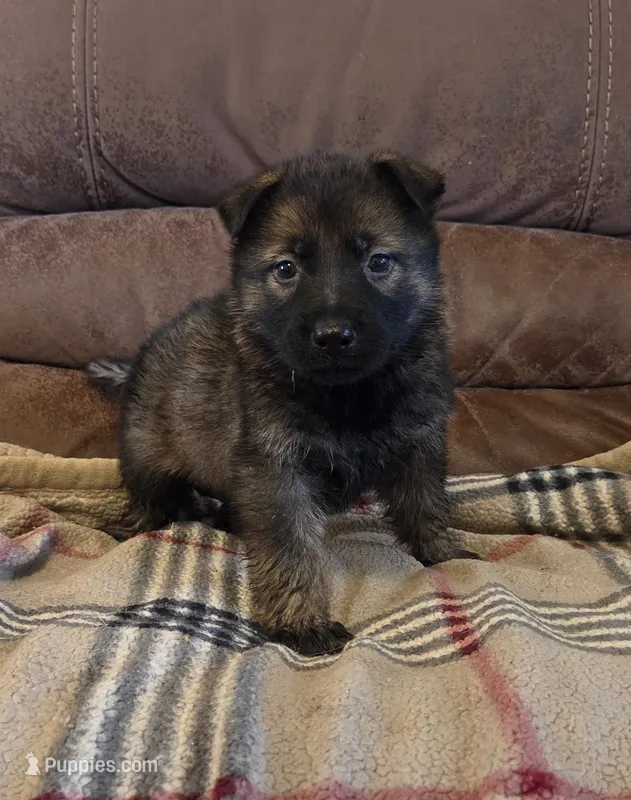 AKC Titled parents Sable F 2 – German Shepherd Dog puppy for sale in Newalla, OK