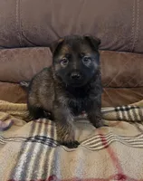 AKC Titled parents Sable F 2, a female German Shepherd Dog for sale in Newalla, OK – 1 of 9