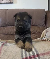 AKC Titled parents Sable boy, a male German Shepherd Dog for sale in Newalla, OK – 2 of 10