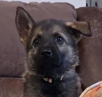 AKC Titled parents Sable boy, a male German Shepherd Dog for sale in Newalla, OK – 9 of 10
