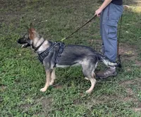 AKC Sport or Pet. Parents are IGP 3., a female German Shepherd Dog for sale in Newalla, OK – 5 of 8