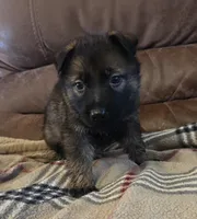 AKC Titled parents Sable F 2, a female German Shepherd Dog for sale in Newalla, OK – 4 of 9