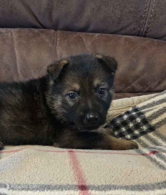 AKC Titled parents Sable boy – German Shepherd Dog puppy for sale in Newalla, OK