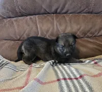 AKC Titled parents Sable, a female German Shepherd Dog for sale in Newalla, OK – 3 of 10