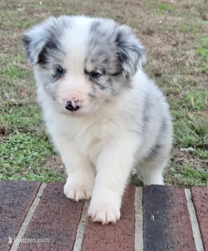 CH sired Blue Merle  – Border Collie puppy for sale in Newalla, OK