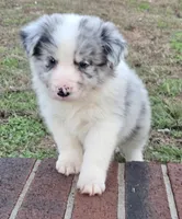 CH sired Blue Merle , a male Border Collie for sale in Newalla, OK – 1 of 7
