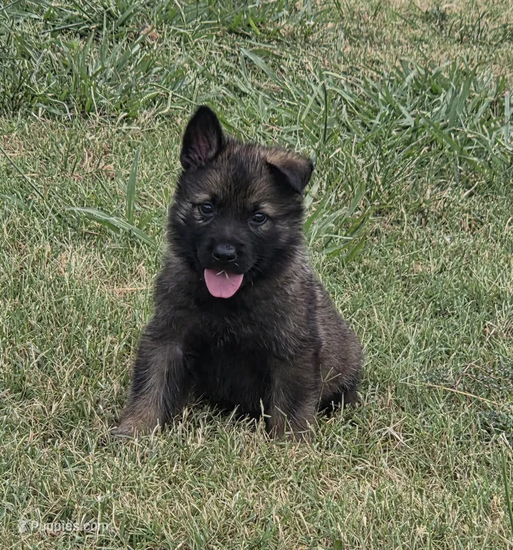 AKC Titled parents Sable Teal Collar – German Shepherd Dog puppy for sale in Newalla, OK